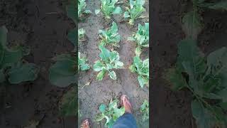 cauliflower alternaria leaf blight। पत्ती धब्बा रोग से गोभी की फसल बर्बाद।गोभी में फंगस रोग। [upl. by Cr347]