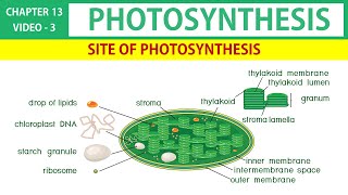 Photosynthesis in Tamil 3  Site of Photosynthesis  Class 11 Botany State Board [upl. by Mou]