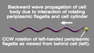 The Unique Paradigm of Spirochete Motility and Chemotaxis Supplemental Video 4 [upl. by Paulette]