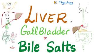 Bile Acids Bile Salts — Lipid Emulsification — Liver amp Gallbladder — GI Physiology amp Biochemistry [upl. by Haugen604]