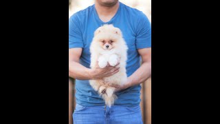 🐶💙 25000 macho crema SPITZ CHICO FRAN2610 [upl. by Sale]