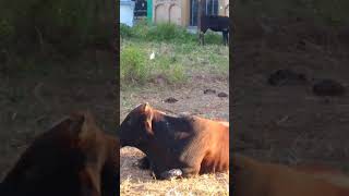 Crows picking ticks from a cow  Removing ticks  Birds help animals  crows removing ticks [upl. by Rome]