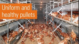 Efficient egg production in laying aviaries  NATURA rearing [upl. by Parthenia]