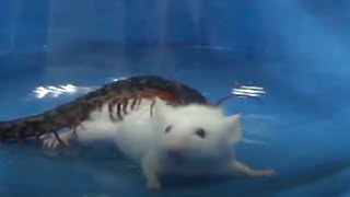 Watch Centipede Rapidly attack Kunming mouse [upl. by Aroon]