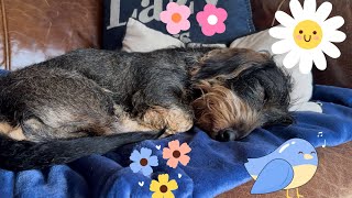 How a cute dachshund brings back spring🌸🌼🌸 TeddyTheDachshund [upl. by Bridgid]