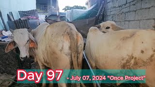 ONCE PROJECT  PART 15  Day 97 120 days cow feeding [upl. by Jeri]