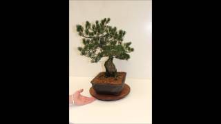 AFF Tavolino girevole per Bonsai [upl. by Natsirk]