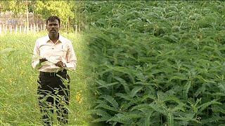 பசுந்தாள் உரப்பயிரும்மண் வள மேம்படும்  Malarum Bhoomi [upl. by Sadie]