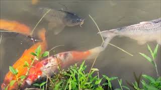 Monitoring goldfish that grow big there are catfish measuring 1 meter [upl. by Aihsema]