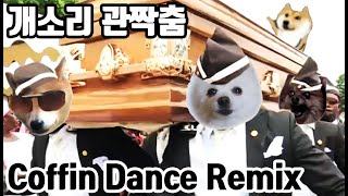 관짝춤 강아지 리믹스  Coffin dance meme dog cover  관짝밈 황천길 edm [upl. by Llohcin889]