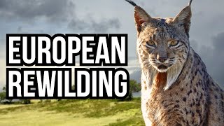 5 Ongoing European Rewilding And Reintroduction Projects [upl. by Ilaw]