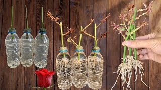 Rose Branches in Water Surprisingly They Rooted Like Crazy Overnight [upl. by Tahmosh]