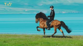 5 gaits of the Icelandic horse [upl. by Yelsnya]