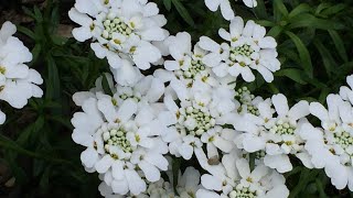 Candytuft Iberis Sempervirens In Blooms  April 27 [upl. by Yrffej]