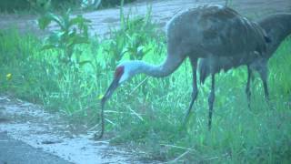 Wild Sandhill Crane Eats Snake [upl. by Ima]