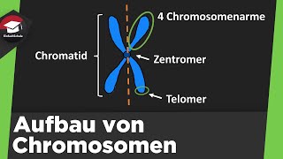 Aufbau von Chromosomen einfach erklärt  Form Chromatin Spiralisierung der DNA  Zusammenfassung [upl. by Sej]