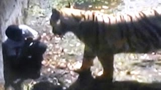 Raw Footage Mar Gayaquot  Onlookers Chilling Remarks as Tiger Mauls Youth in Delhi Zoo [upl. by Mick]