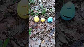 Finding big snails and millipedes and eggs millipedes eggs snail snails [upl. by Phillada365]