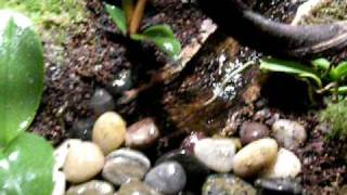 Updated dart frog viv waterfall working properly new plants [upl. by Elimac360]