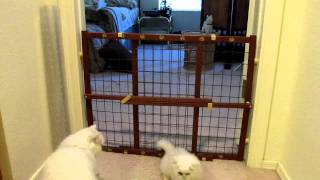 2 Kitten Escape By 8 Week Old Dollface Persian Joey Gails Dollfacepurz [upl. by Tarkany]