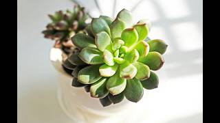 How to Propagate and Care for Jade Plants [upl. by Iaka420]