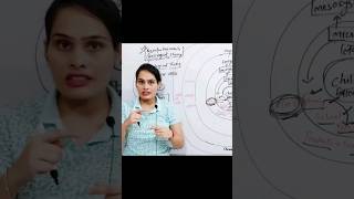 Bronfenbrenners Bioecological System Theory CDP for CTET and HTET by Pramila yaduvanshi [upl. by Wesa59]