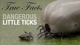 True Facts Dangerous Little Ticks [upl. by Enilrac]