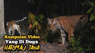 Kumpulan Video Penampakan Yang Di Duga HARIMAU JAWA [upl. by Zat]