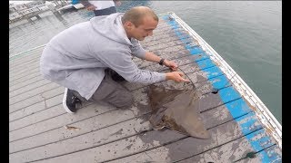 How To Catch and Release a Bat Ray in Newport beach  Fishing Video  Instructional [upl. by Namia541]