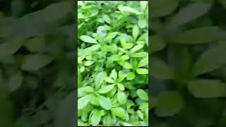 Pirali Paleng sag in my kitchen garden 🏫🏡🌿🌱🍀☘️ please subscribe ♥️♥️♥️ [upl. by Survance917]