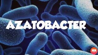 AZATOBACTERFREE LIVING NITROGEN FIXING BACTERIA [upl. by Sean]