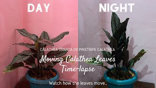 Calathea ornata  Pinstripe Calathea  Moving Leaves Timelapse  Timelapse Videos [upl. by Garcia]