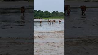 ombak bono  tidal bore  hari ini part 2  membayangtv [upl. by Linnell513]