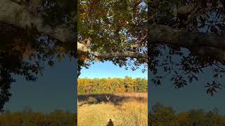 Things to do in East Tennessee Cades Cove Scenic Loop 🍁 [upl. by Assirral]