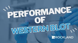 Performance of a Western Blot [upl. by Oraneg541]