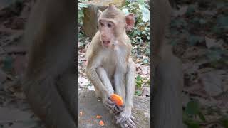 Monkey life so amazing [upl. by Dyraj]