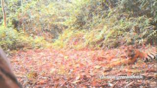 Rare tiger cubs play in endangered forest [upl. by Kenwee388]