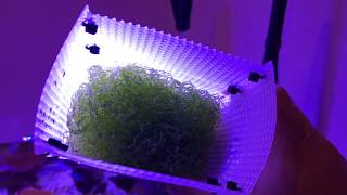 Growing Chaeto With The IM Chaetomax Light [upl. by Gnahk478]