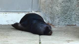 Robben Baby geboren Mähnenrobben Jungtier Superzoom Sea Lion Tiergarten Schönbrunn Zoo Besuch [upl. by Herrod]