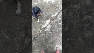 New born puppy play with her motherour street 🐕funny puppy 😂 [upl. by Sigler96]