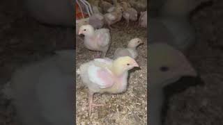 Mycoplasma Synoviae chicken birds farming [upl. by Barabas]