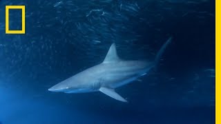 Is Sargassum Attracting Sharks to Galveston  SharkFest [upl. by Bibby]