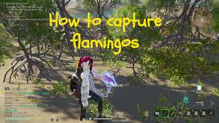 How to Capture Flamingo Once Human [upl. by Domph15]