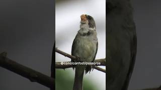 Golinha Cantando Ao Amanhecer golinho golado observaçãodeaves brejal [upl. by Asimaj441]