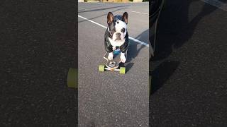 Cute French bulldog riding a skateboard🛹dogshorts funny frenchbulldog [upl. by Notsur851]