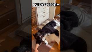 愛犬家になると10割はキス魔の変態になります。。 グレートピレニーズ greatpyrenees 大型犬 [upl. by Yracaz]