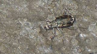 Salt Creek Tiger Beetles Science on the SPOT  QUEST Nebraska [upl. by Wandie84]