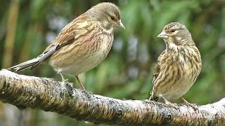 Linnet  Birds On and Off The Branch [upl. by Selfridge587]