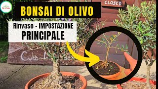 BONSAI DI OLIVO  RINVASO  POTATURA E PRIMA IMPOSTAZIONE [upl. by Aikemat747]