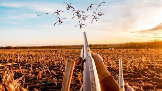 HUNTING EARLY SEASON GEESE UP NORTH CANADA BOUND [upl. by Stempson]